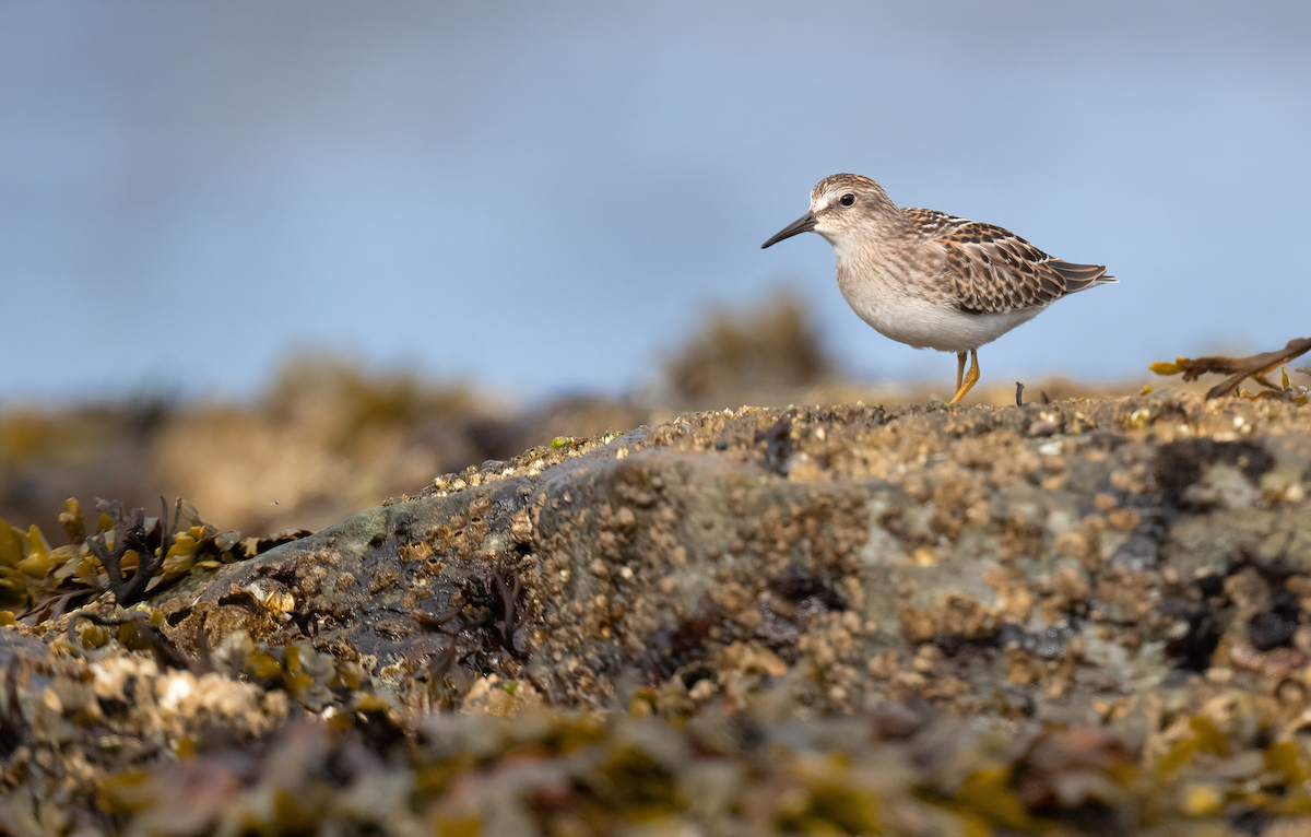 Least Sandpiper - ML640528090