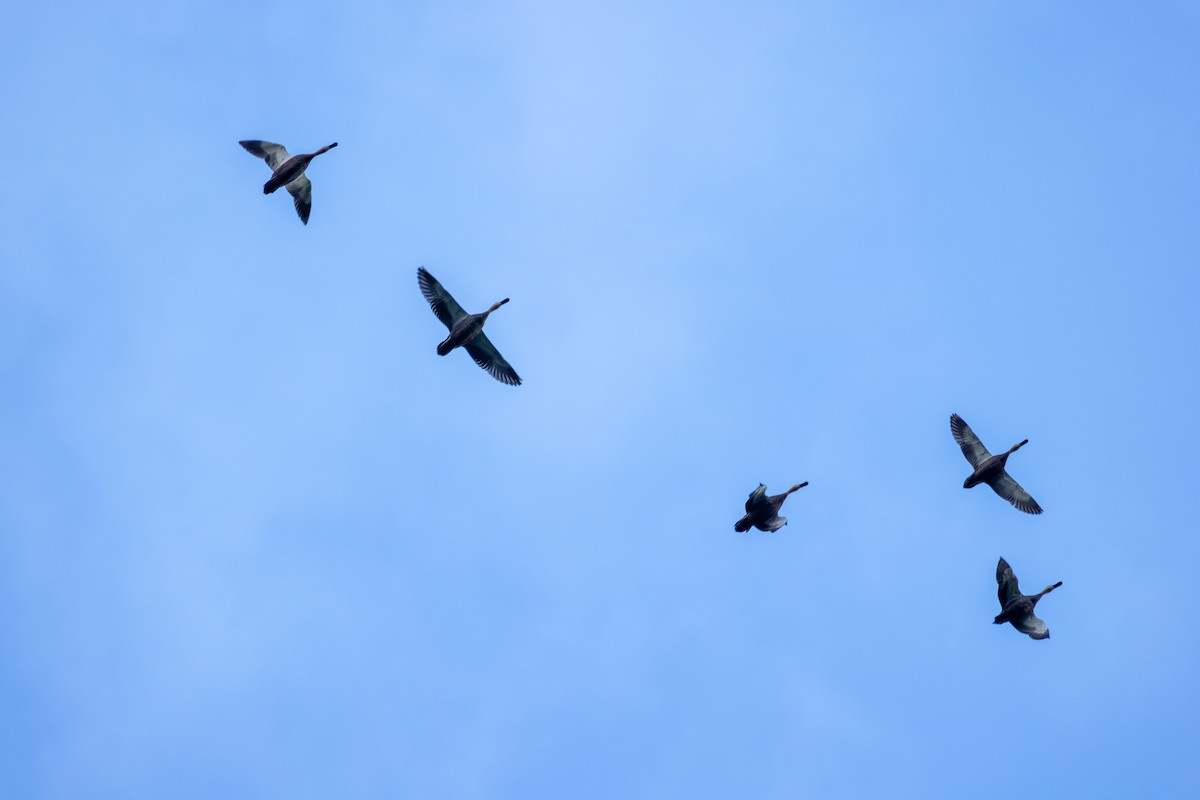 Pacific Black Duck - ML640528108