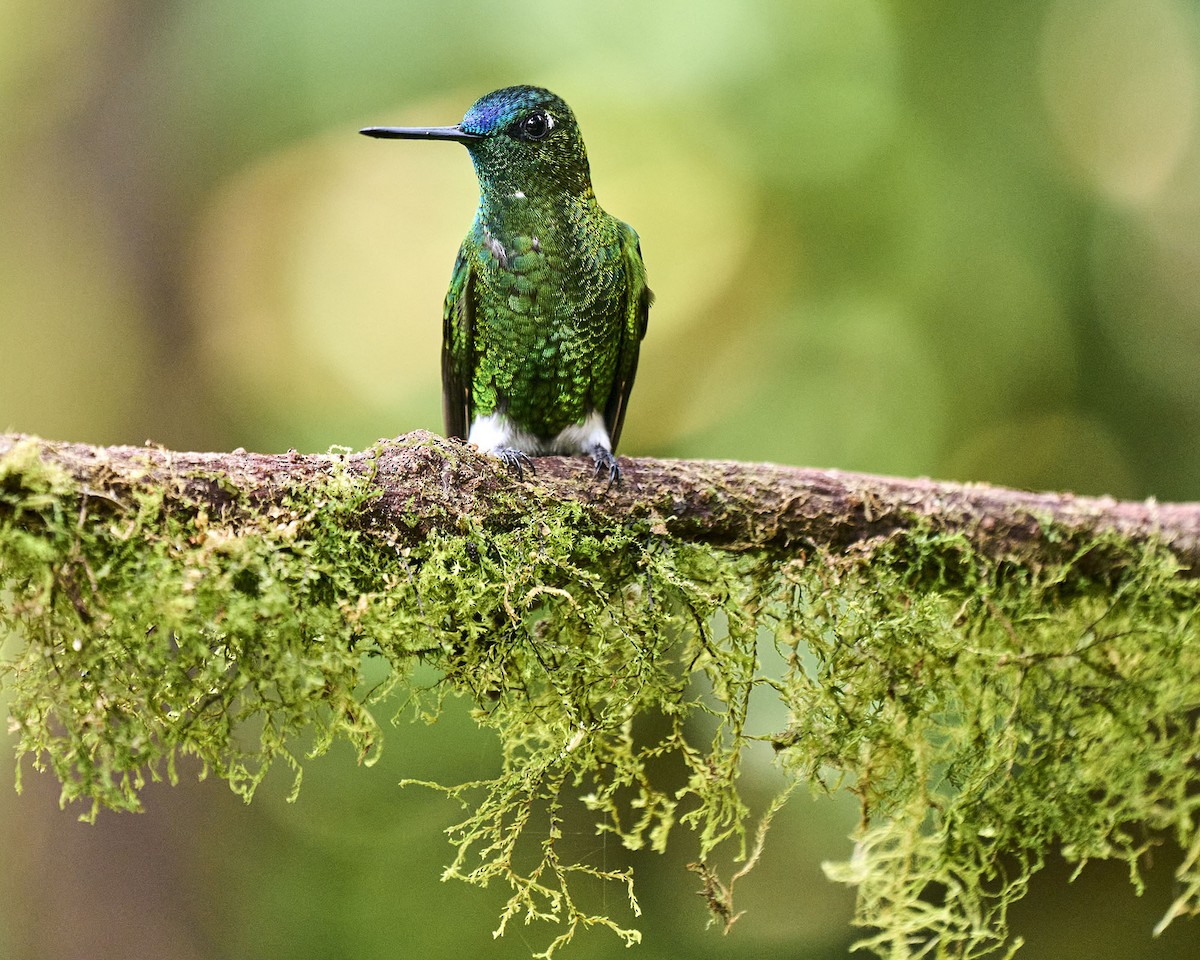 Sapphire-vented Puffleg - ML640528140