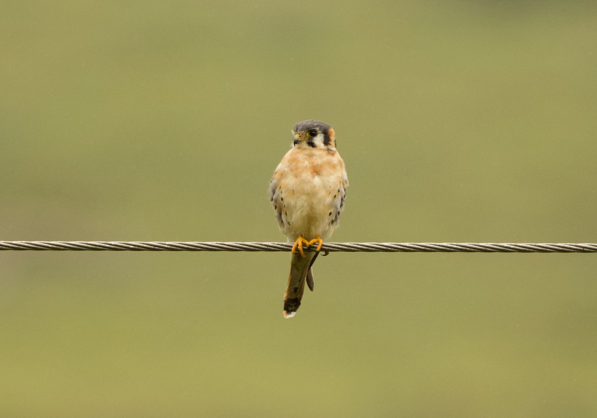 American Kestrel (South American) - ML640528242