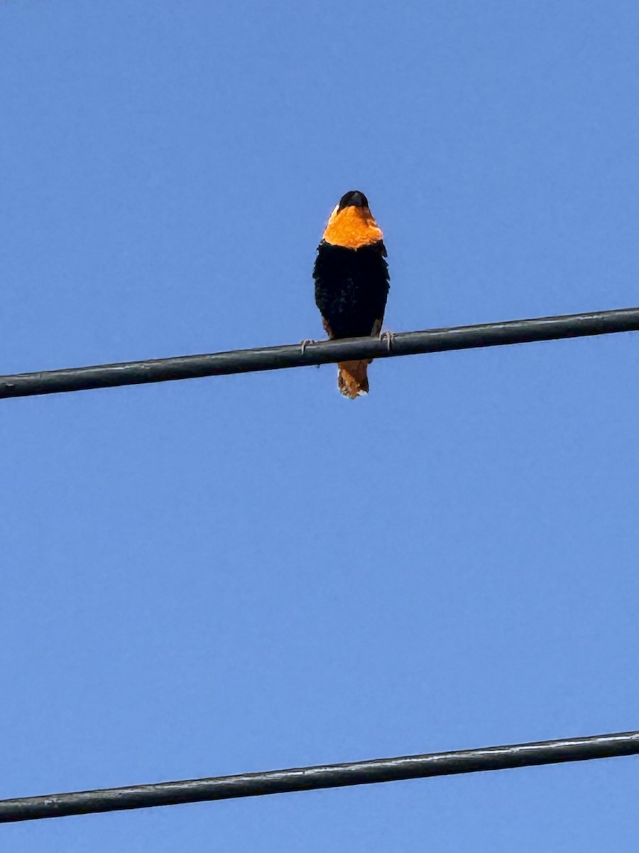Northern Red Bishop - ML640528259