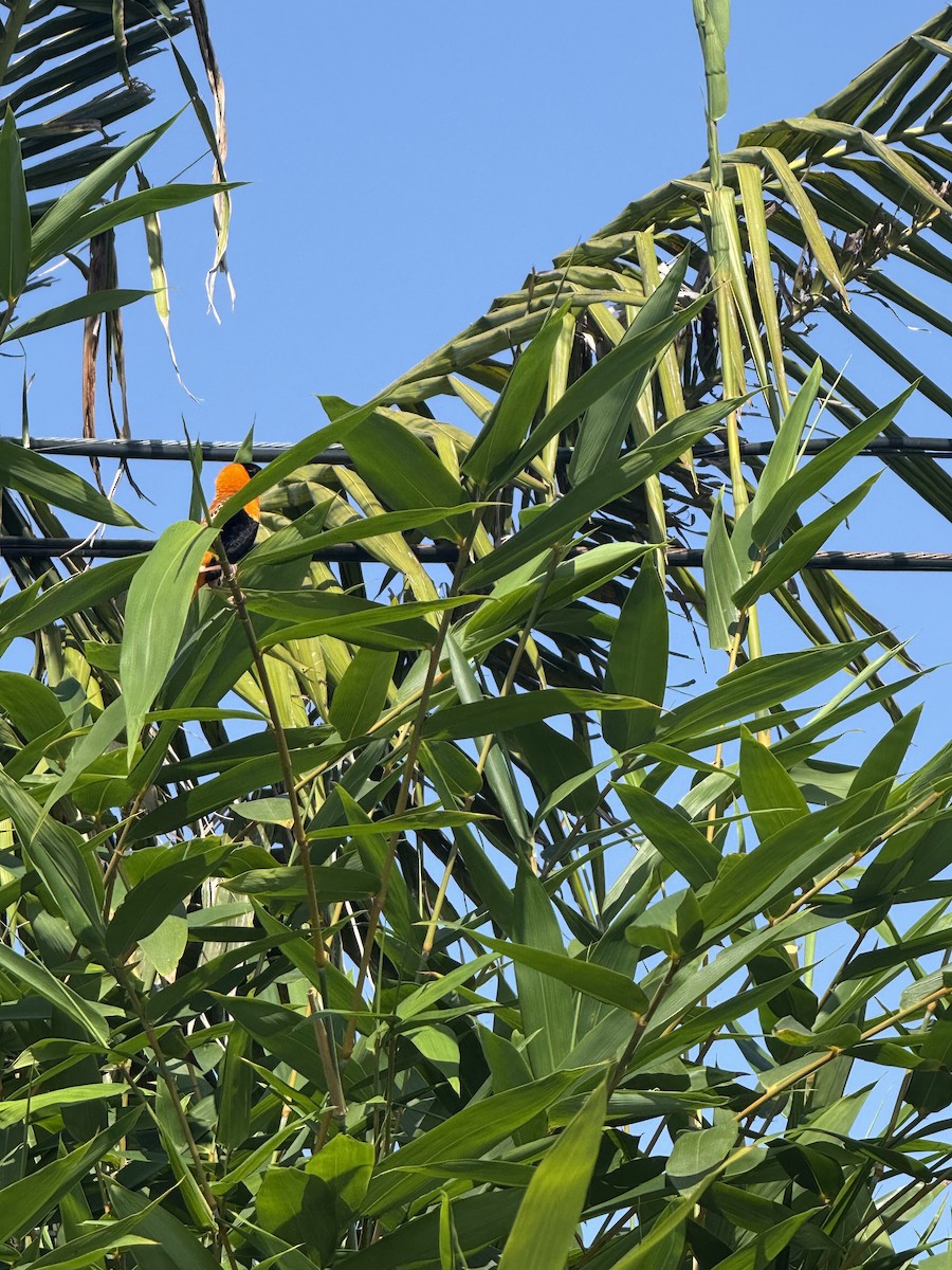 Northern Red Bishop - ML640528272