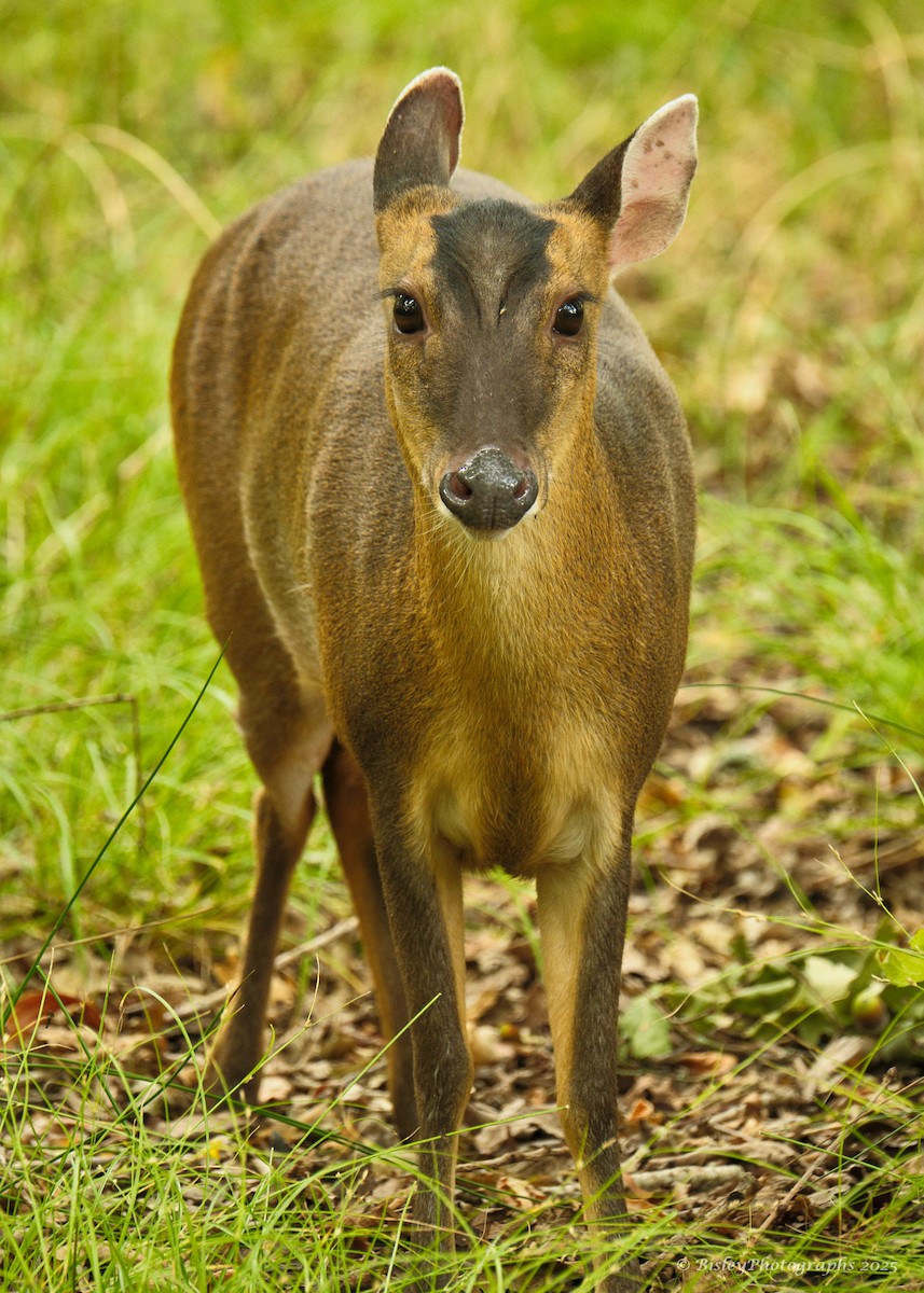 Reeves's Muntjac - ML640528308