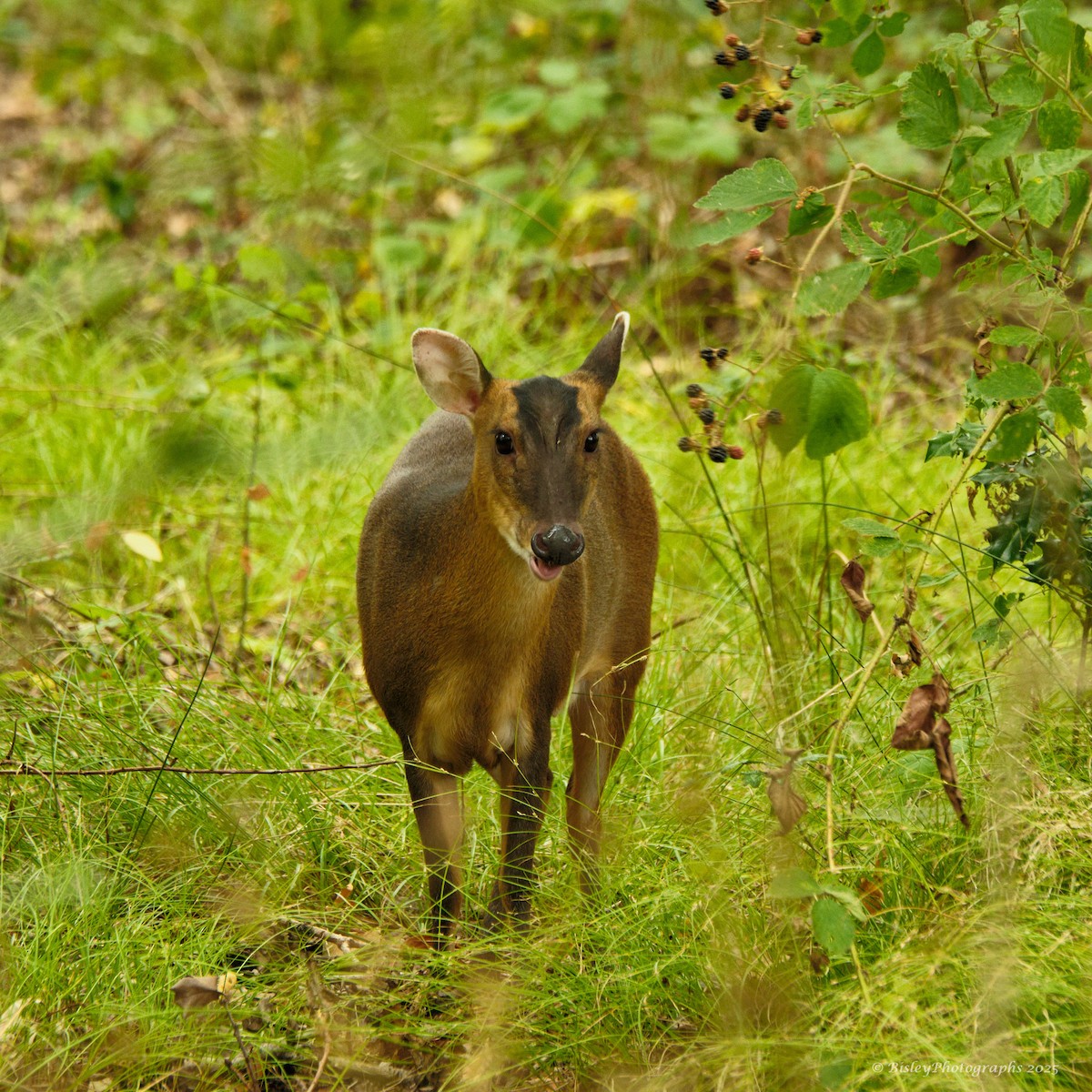 Reeves's Muntjac - ML640528309