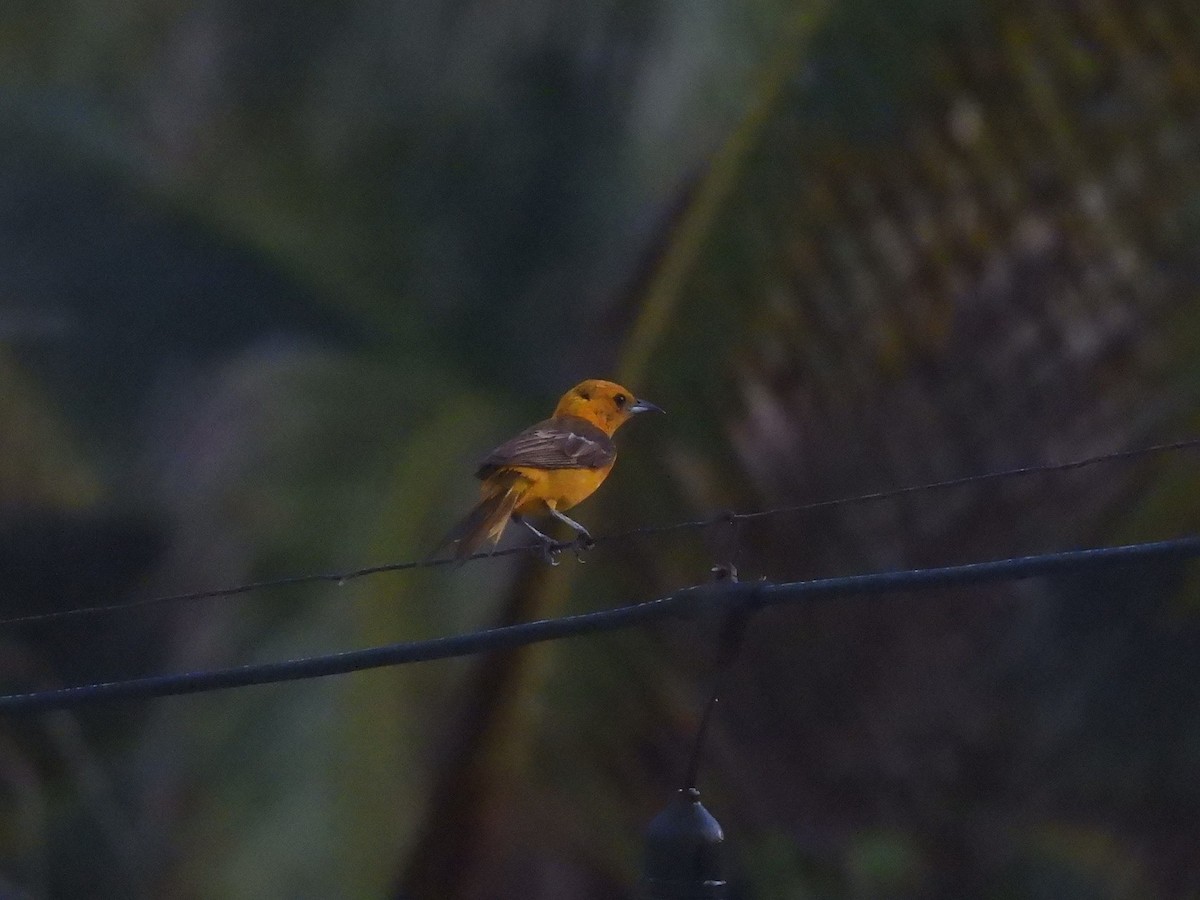 Orange Oriole - ML640528324