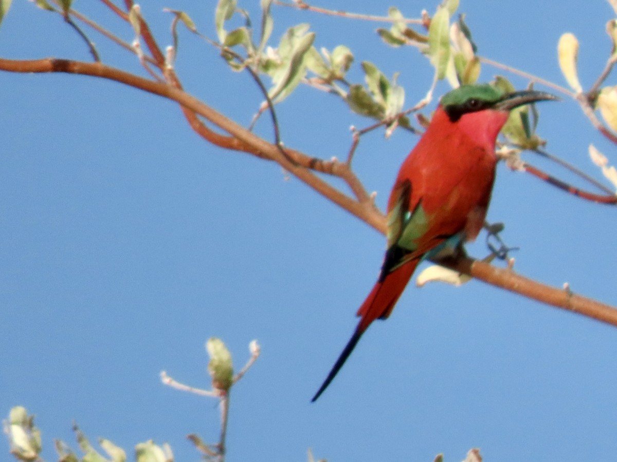 Southern Carmine Bee-eater - ML640528339