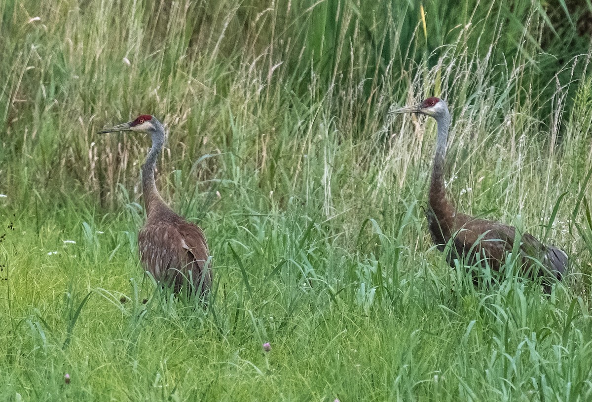 Sandhill Crane - ML640528518