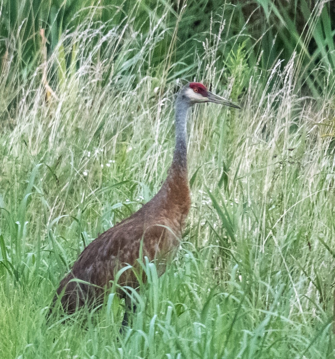 Sandhill Crane - ML640528554