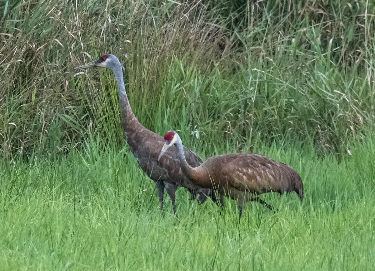 Sandhill Crane - ML640528608