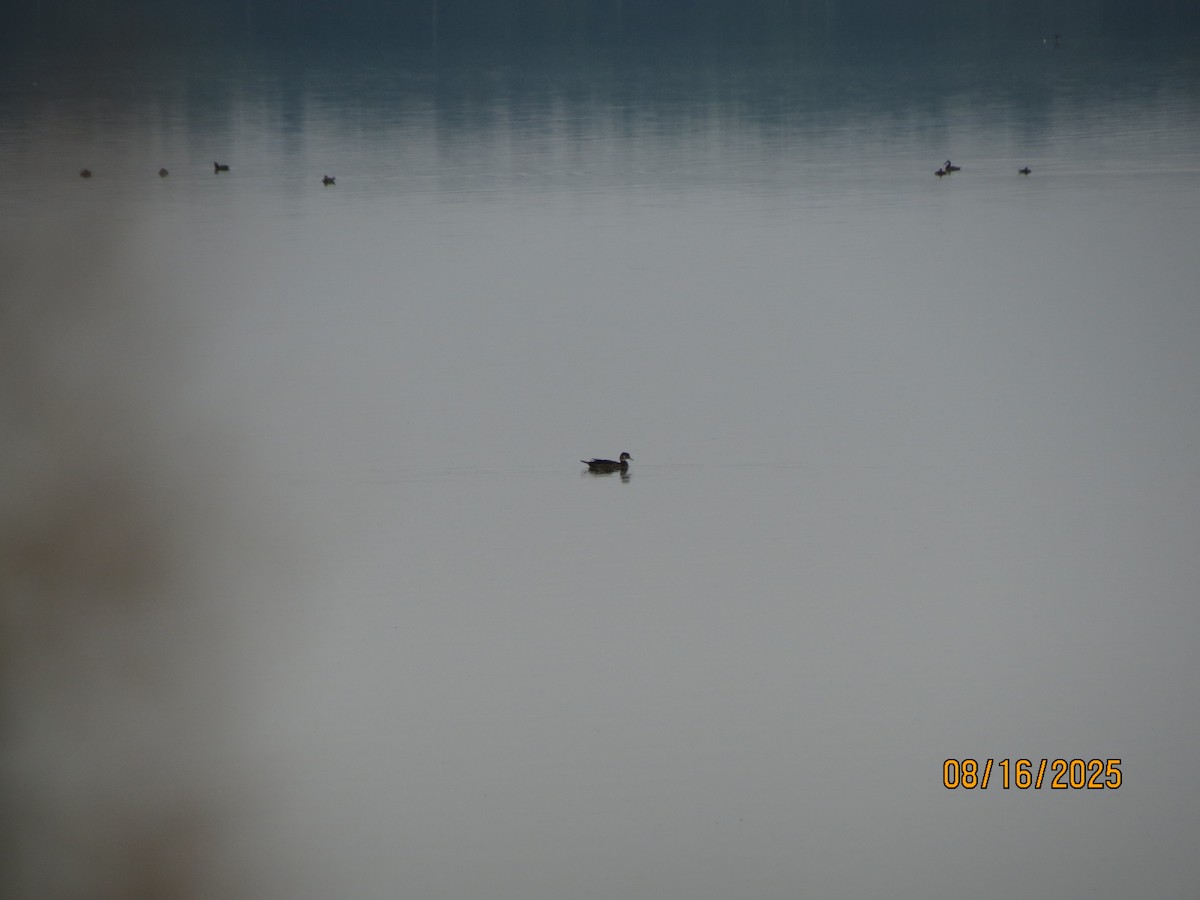 Wood Duck - ML640528881