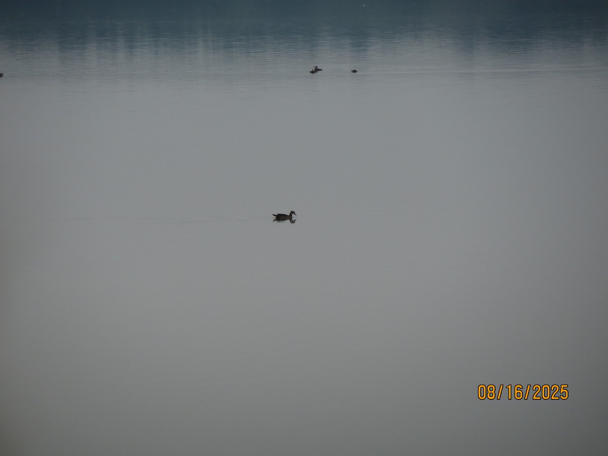 Wood Duck - ML640528882