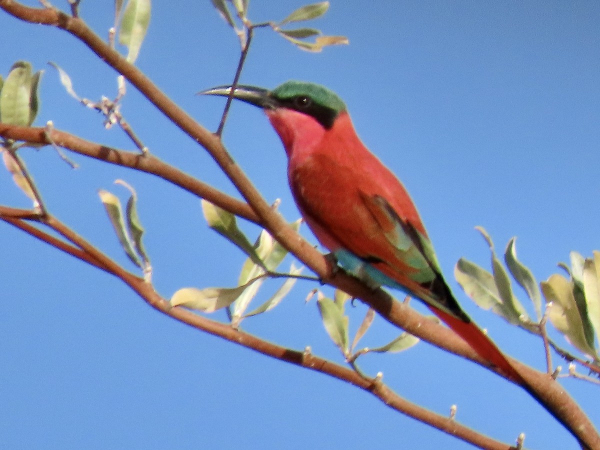 Southern Carmine Bee-eater - ML640528894