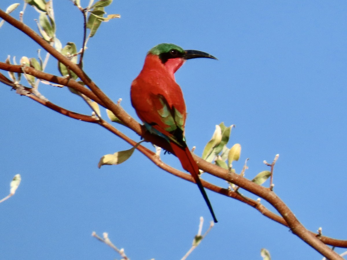 Southern Carmine Bee-eater - ML640528947