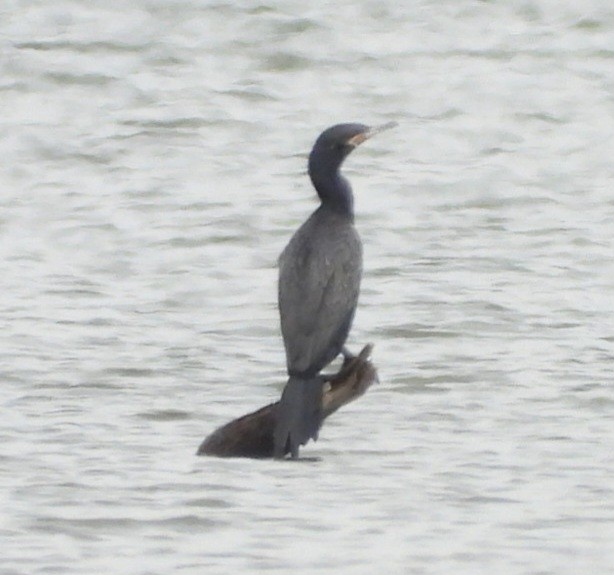 Neotropic Cormorant - ML640528978