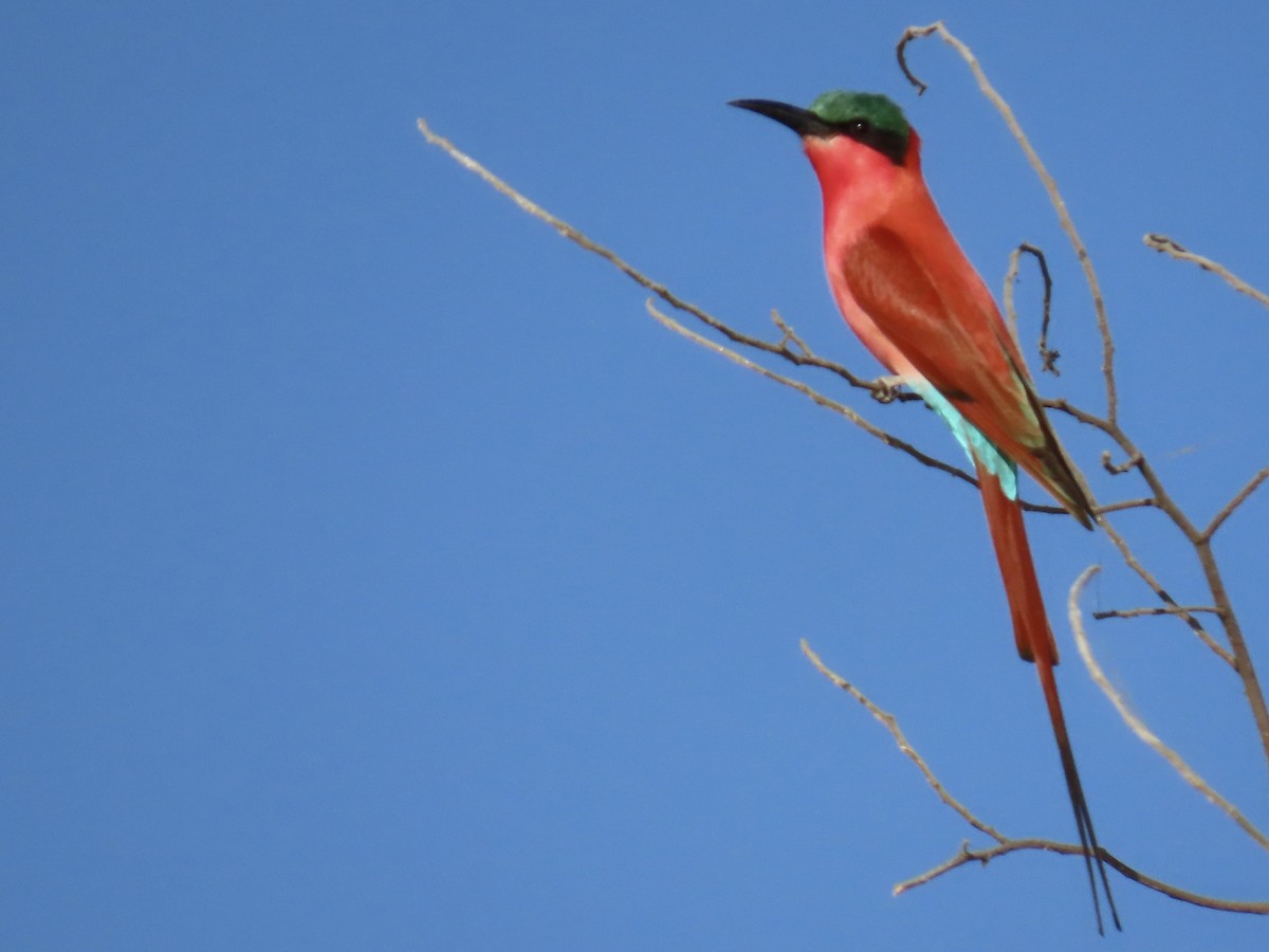Southern Carmine Bee-eater - ML640528992