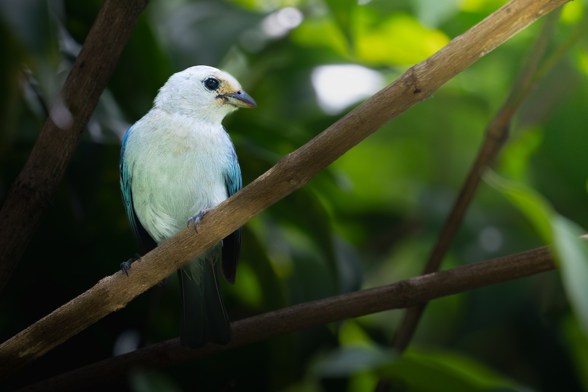 Blue-gray Tanager - ML640529045
