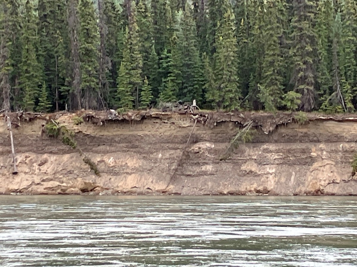 Bank Swallow - ML640529046