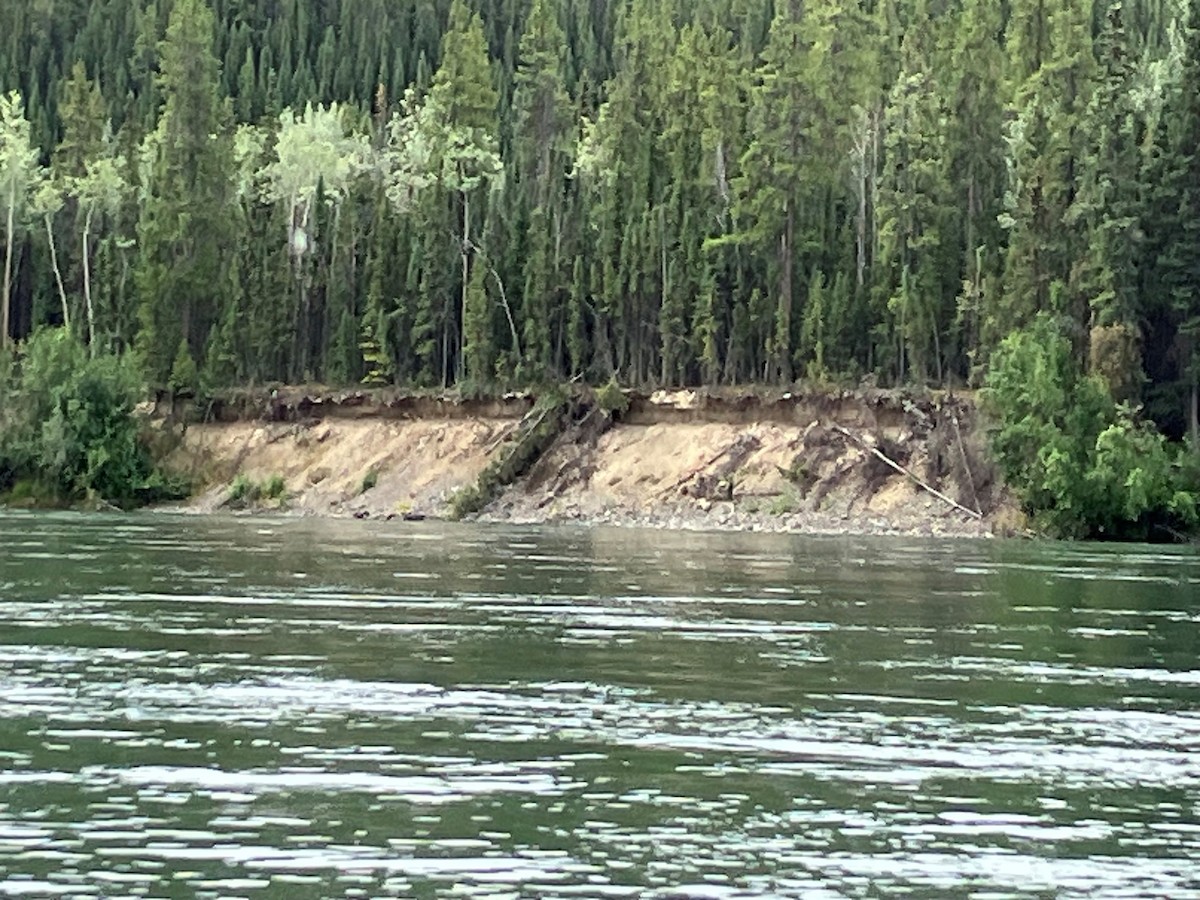 Bank Swallow - ML640529047