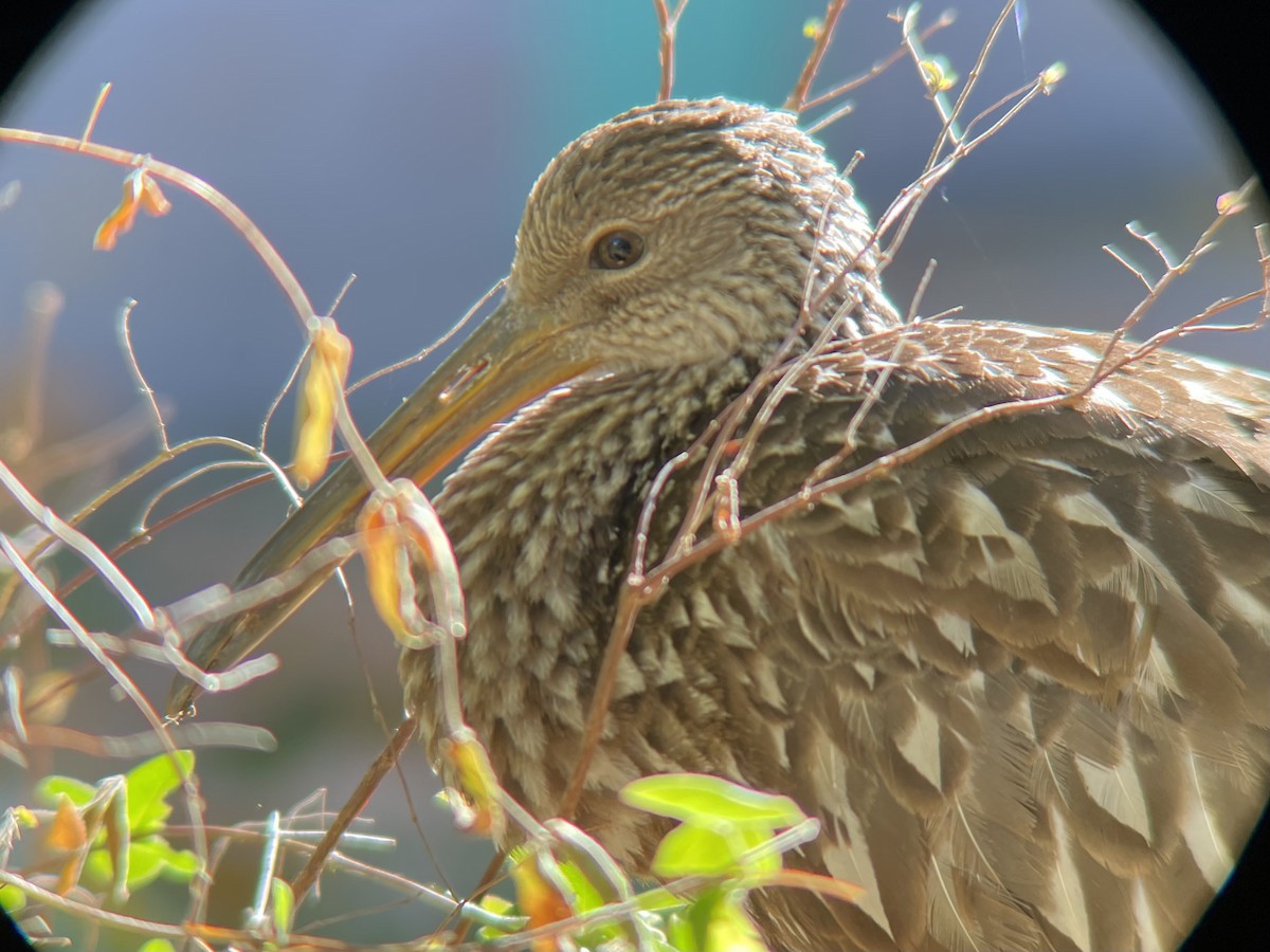 Limpkin (Speckled) - ML640529092