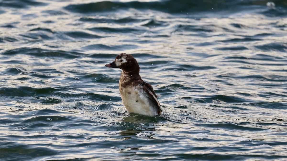 Long-tailed Duck - ML640529097