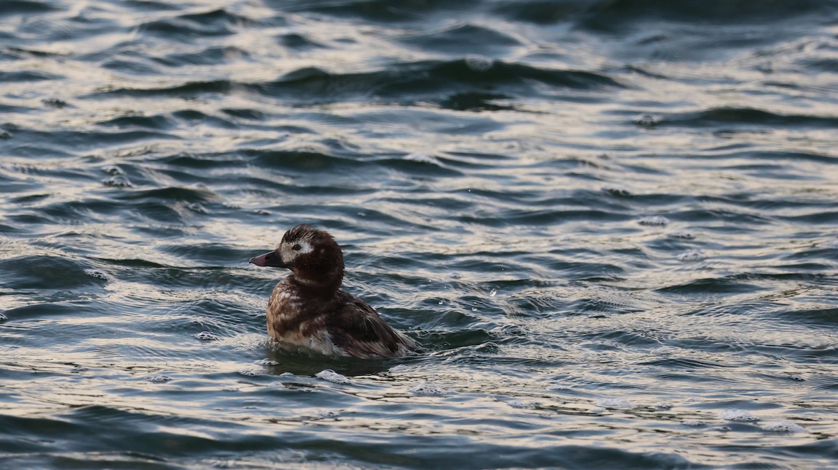 Long-tailed Duck - ML640529098