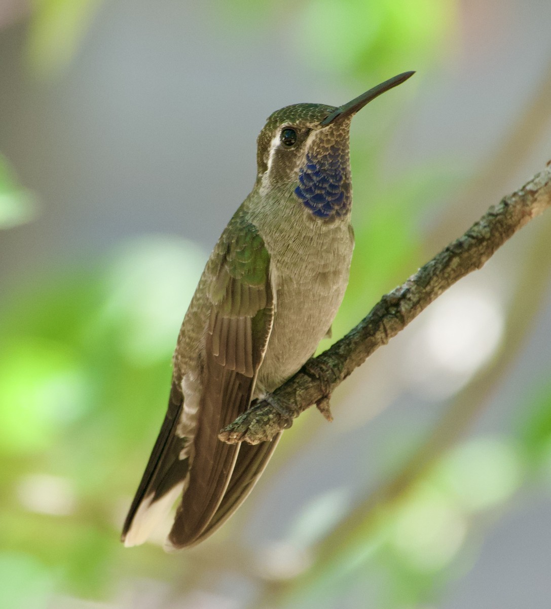 Blue-throated Mountain-gem - ML640529263