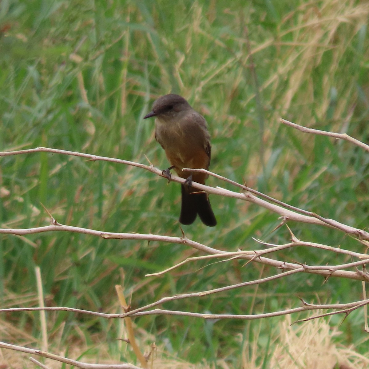 Mosquero Llanero - ML640529293