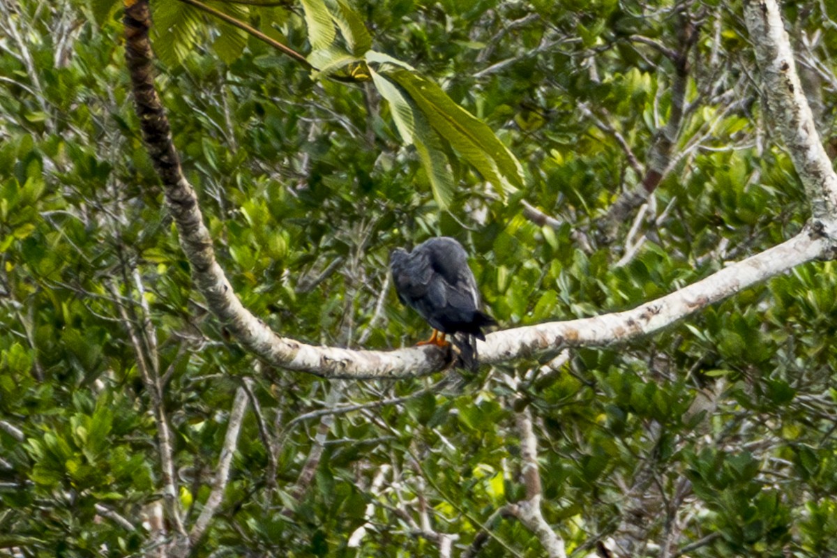 Slate-colored Hawk - ML640529332
