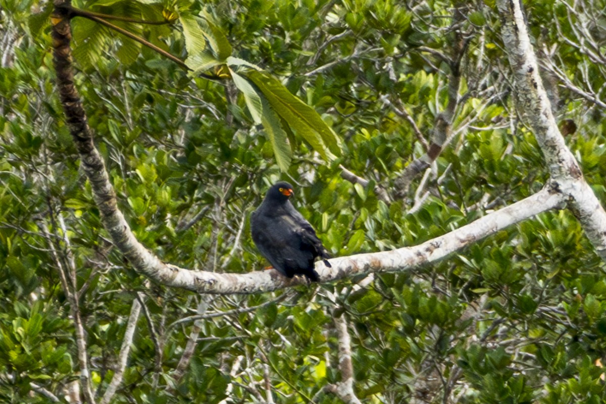 Slate-colored Hawk - ML640529333