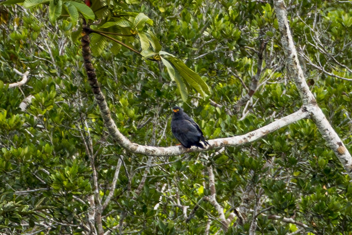 Slate-colored Hawk - ML640529334