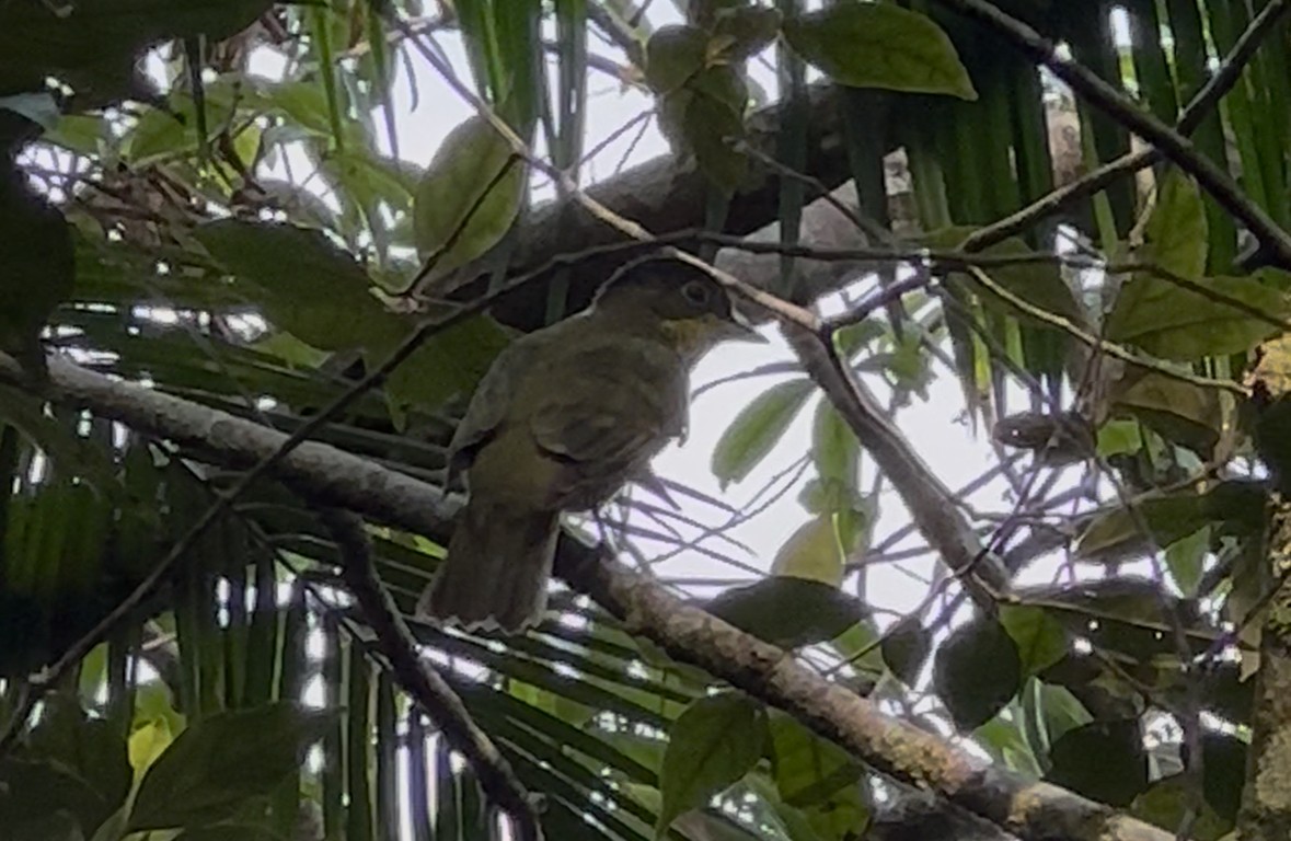 Brazilian Laniisoma - ML640529379