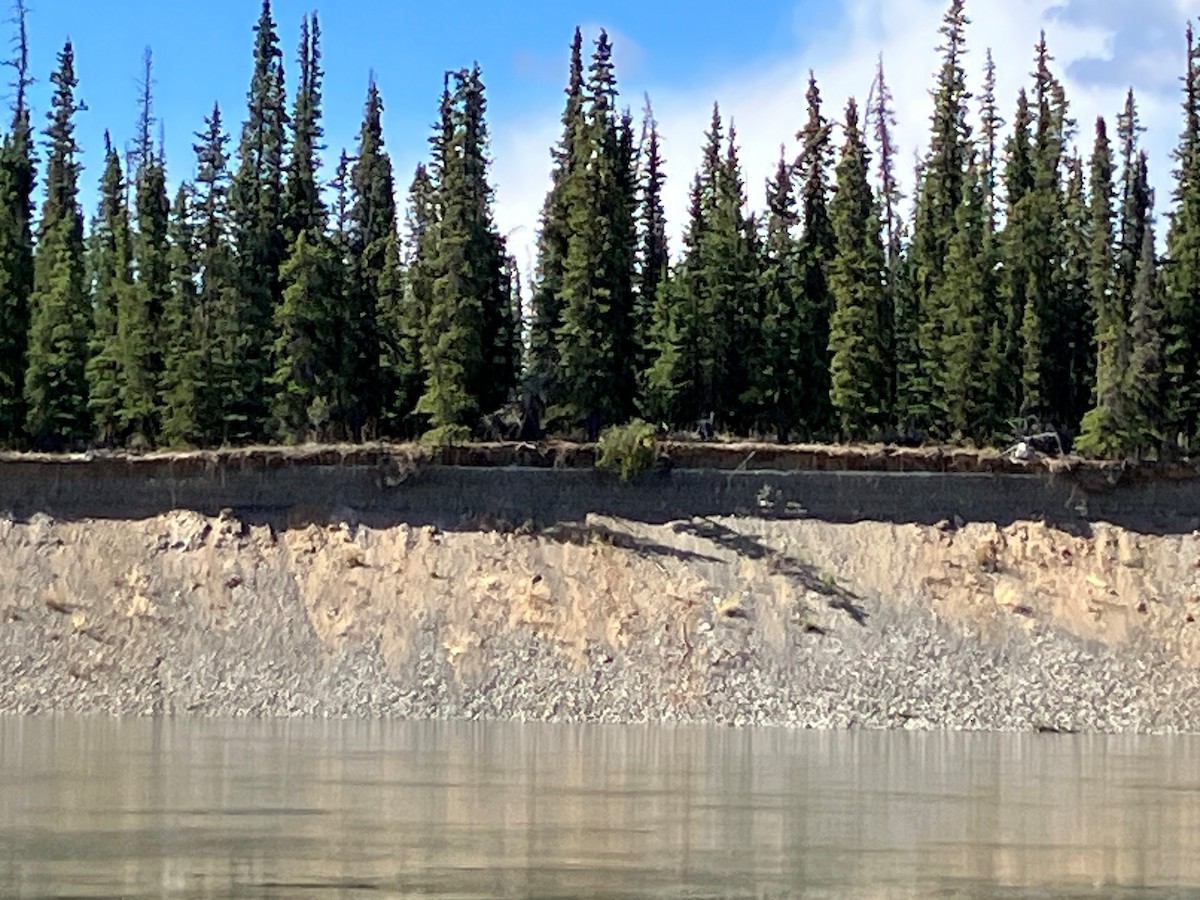 Bank Swallow - ML640529446