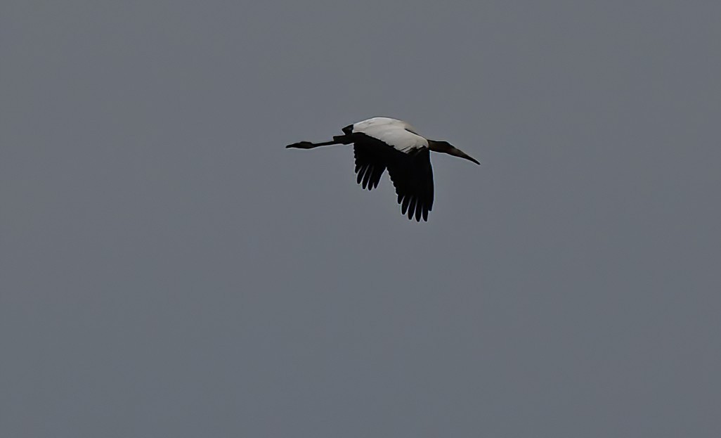 Wood Stork - ML640529501
