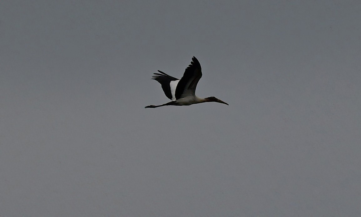 Wood Stork - ML640529502