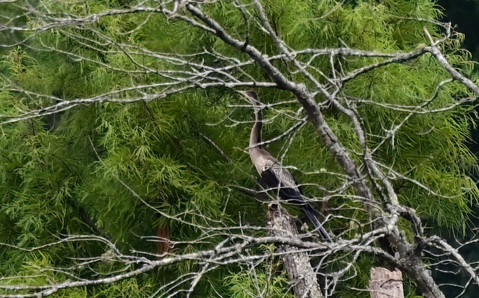 Anhinga - ML640529508