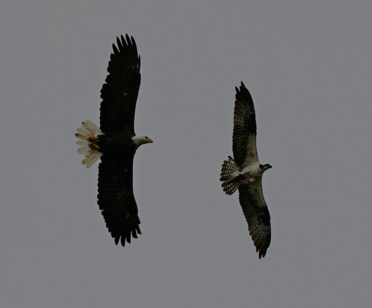 Osprey - ML640529529