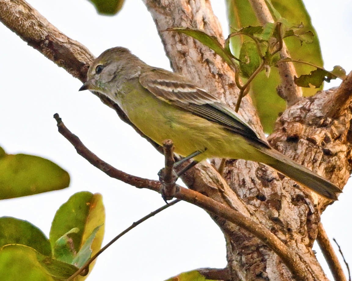 Southern Scrub-Flycatcher - ML640529536