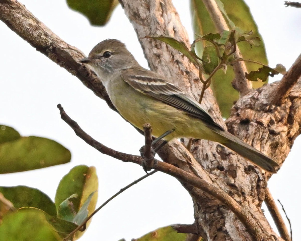Southern Scrub-Flycatcher - ML640529537
