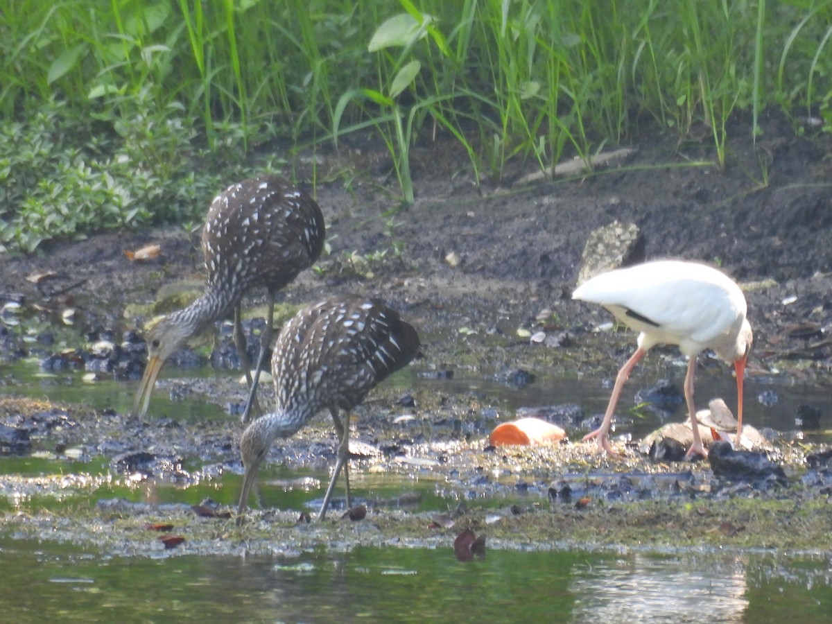 Limpkin - ML640529569