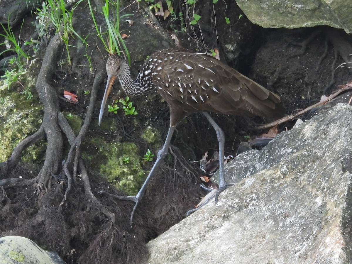 Limpkin - ML640529626
