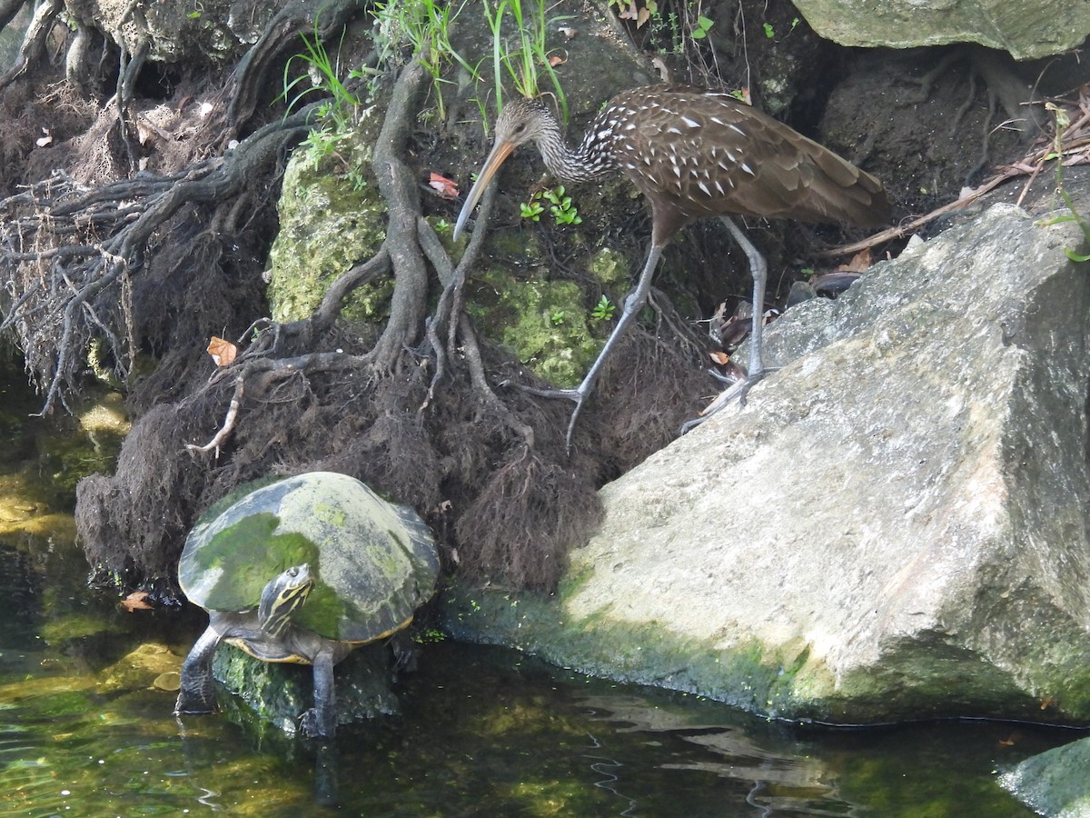 Limpkin - ML640529627