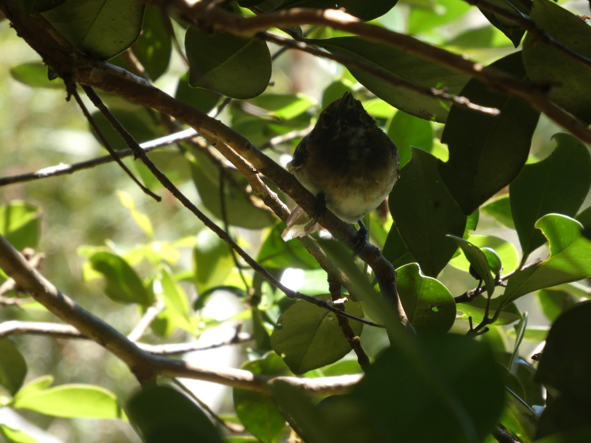 Oahu Elepaio - ML640529633