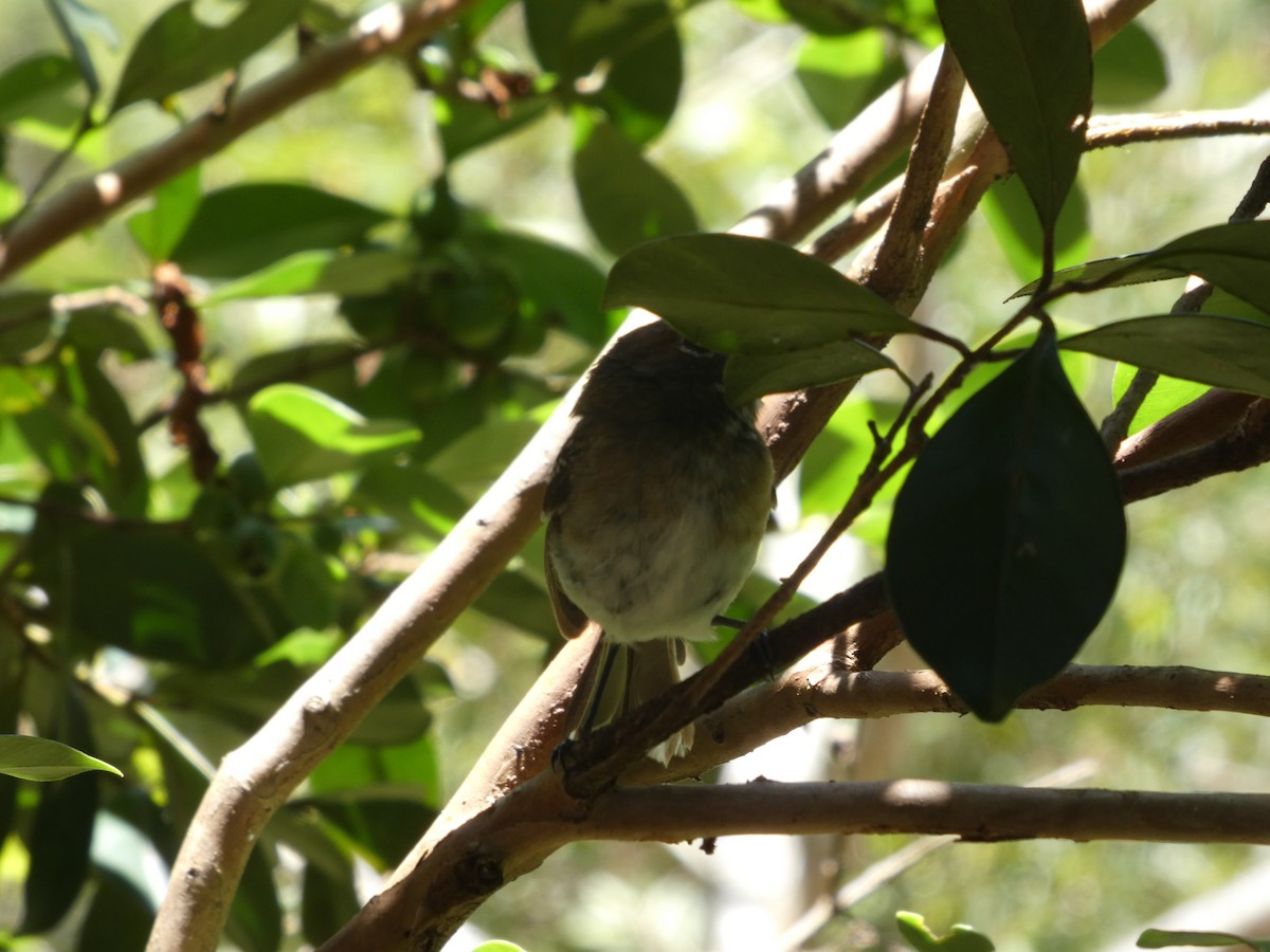 Oahu Elepaio - ML640529634
