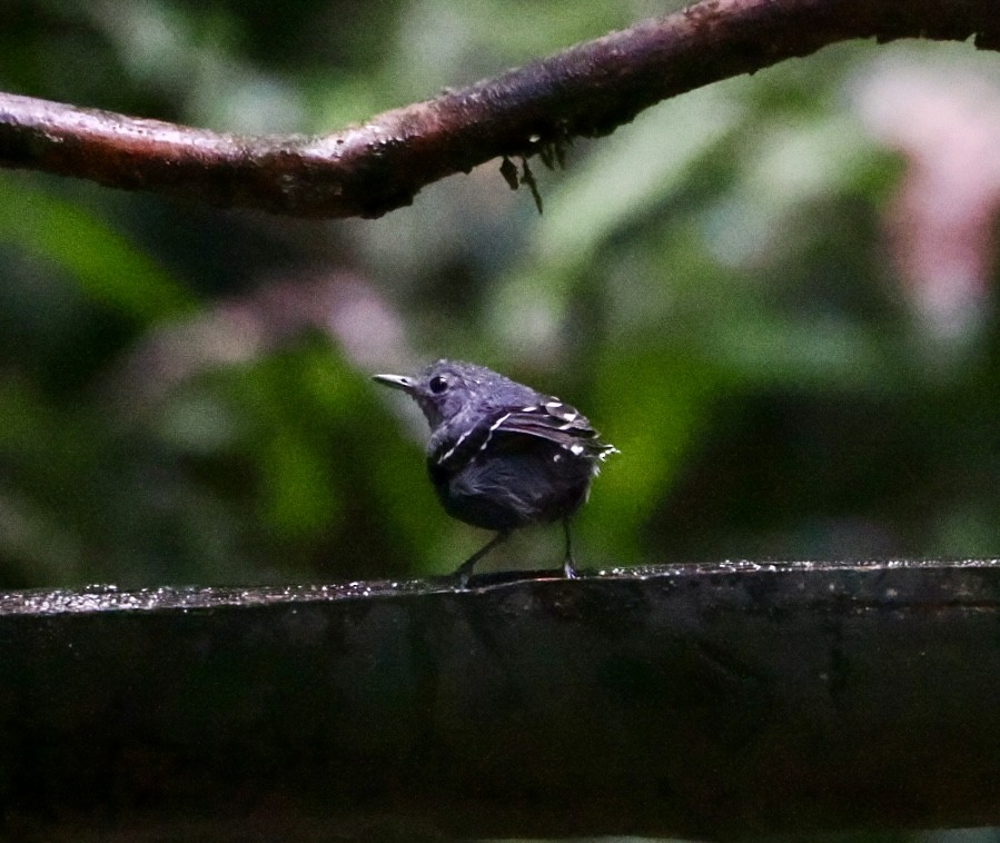 Xingu Scale-backed Antbird - ML640529640