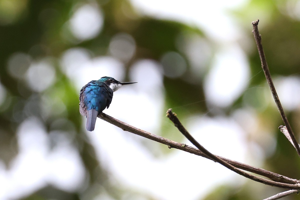 Black-eared Fairy - ML640529672