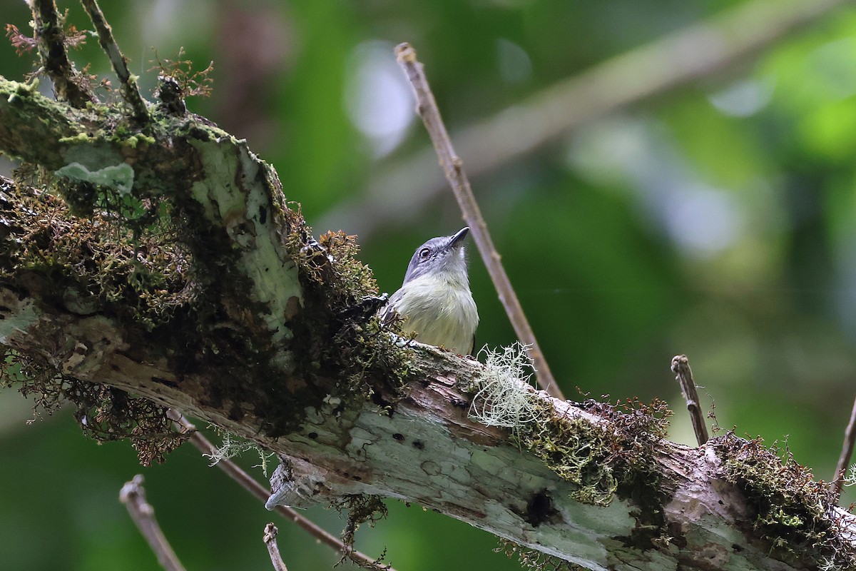 サンロクキクイタダキモドキ - ML640529682