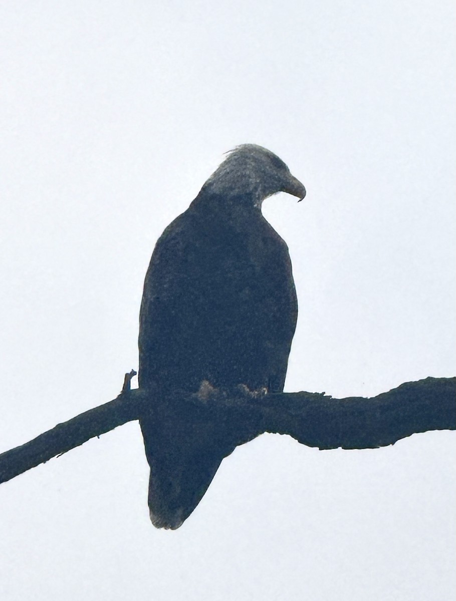 Bald Eagle - ML640529684