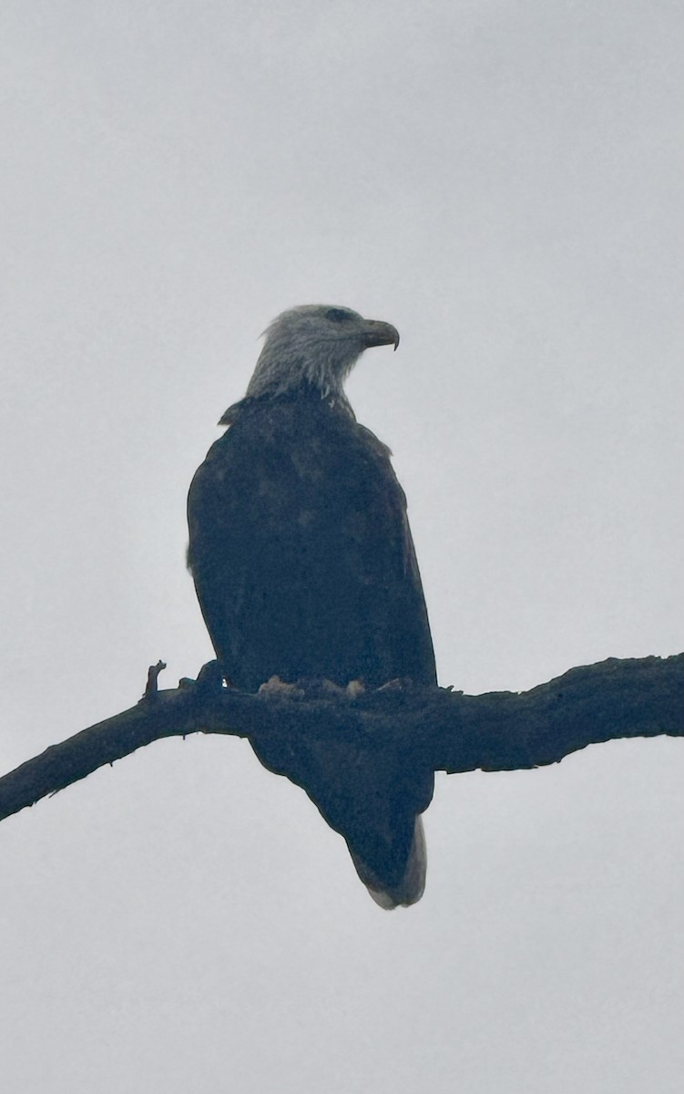 Bald Eagle - ML640529685