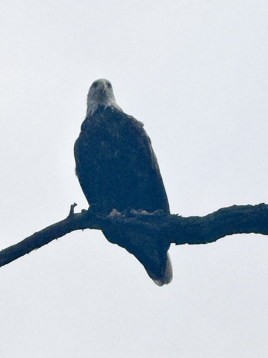 Bald Eagle - ML640529686