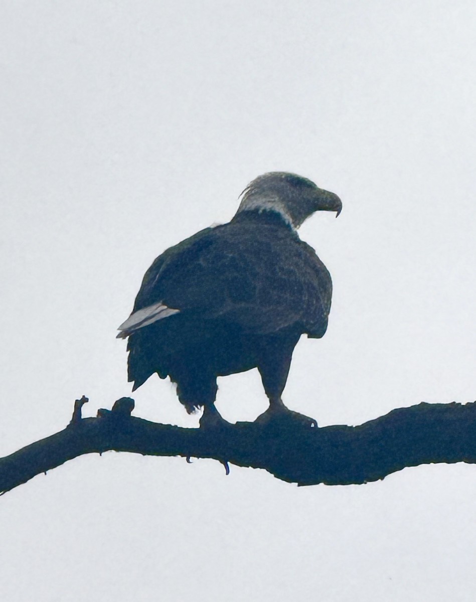 Bald Eagle - ML640529694